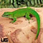 ug_Madagascar_Giant_Day_Gecko_2.jpg