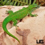 ug_Madagascar_Giant_Day_Gecko_1.jpg