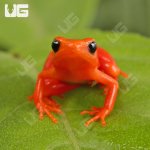 ug_Gold_Mantella_3.jpg