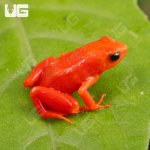 ug_Gold_Mantella_2.jpg