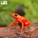 ug_Gold_Mantella_1.jpg