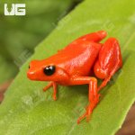 ug_Gold_Mantella_5.jpg