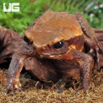 ug_Smooth_Sided_Toad_(4-8)_5.jpg