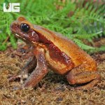 ug_Smooth_Sided_Toad_(4-8)_4.jpg