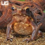 ug_Smooth_Sided_Toad_(4-8)_3.jpg