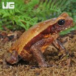 ug_Smooth_Sided_Toad_(4-8)_2.jpg