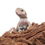 ug_baby_pied_genetic_stripe_translucent_bearded_dragon_1_3.jpg