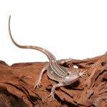 ug_baby_pied_genetic_stripe_translucent_bearded_dragon_1_4.jpg