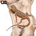 ug_Baby_Inferno_Leatherback_Dunner_Translucent_Bearded_Dragon_4.jpg