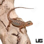 ug_Baby_Inferno_Leatherback_Dunner_Translucent_Bearded_Dragon_3.jpg