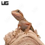 ug_Baby_Inferno_Leatherback_Dunner_Translucent_Bearded_Dragon_2.jpg