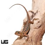 ug_Baby_Inferno_Leatherback_Dunner_Translucent_Bearded_Dragon_1.jpg