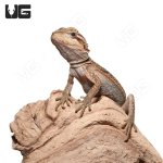 ug_Translucent_Dunner_1.jpg