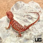 ug_Baby_Inferno_Leatherback_Translucent_Bearded_Dragon_4.jpg