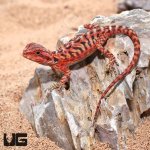 ug_Baby_Inferno_Leatherback_Translucent_Bearded_Dragon_3.jpg