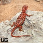 ug_Baby_Inferno_Leatherback_Translucent_Bearded_Dragon_2.jpg