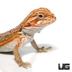 ug_baby_hypo_inferno_leatherback_dunner_bearded_dragon_1.jpg