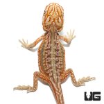 ug_baby_hypo_inferno_leatherback_dunner_bearded_dragon_2.jpg