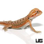 ug_baby_hypo_inferno_leatherback_dunner_bearded_dragon_3.jpg