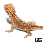 ug_baby_hypo_inferno_leatherback_dunner_bearded_dragon_4.jpg