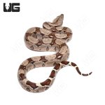 ug_baby_colombian_redtail_boa_3.jpg