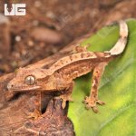 ug_Baby_Partial_Pinstripe_Crested_Gecko_5.jpg