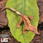 ug_Baby_Partial_Pinstripe_Crested_Gecko_4.jpg