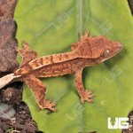 ug_Baby_Partial_Pinstripe_Crested_Gecko_3.jpg
