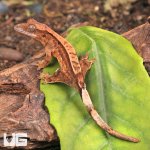 ug_Baby_Partial_Pinstripe_Crested_Gecko_2.jpg