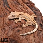 2ug_Baby_Dalmation_Crested_Gecko_2.jpg