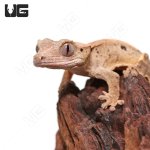 2ug_Baby_Dalmation_Crested_Gecko_1.jpg