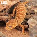 ug_Amyae_Knobtail_Gecko_5.jpg