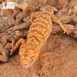 ug_Amyae_Knobtail_Gecko_1.jpg