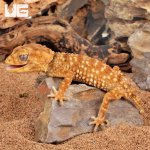 ug_Amyae_Knobtail_Gecko_2.jpg