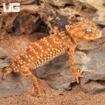 ug_Amyae_Knobtail_Gecko_3.jpg