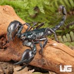 ug_Asian_Forest_Scorpion_4.jpg