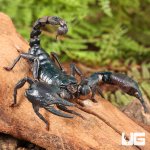 ug_Asian_Forest_Scorpion_3.jpg