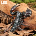 ug_Asian_Forest_Scorpion_2.jpg