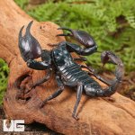 ug_Asian_Forest_Scorpion_1.jpg