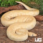 ug_Adult_Male_Banana_Fire_Clown_Ball_Python_2.jpg