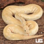ug_Adult_Male_Banana_Fire_Clown_Ball_Python_1.jpg