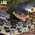 ug_Madagascar_Giant_Hognose_3.jpg