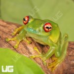 ug_Ankfana_Bright_Eyed_Frog_4.jpg