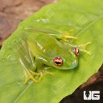 ug_Ankfana_Bright_Eyed_Frog_5.jpg