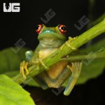 ug_Ankfana_Bright_Eyed_Frog_3.jpg