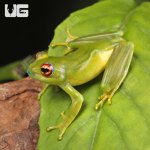 ug_Ankfana_Bright_Eyed_Frog_1.jpg