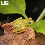 ug_Central_Bright_Eyed_Frog_4.jpg