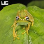 ug_Central_Bright_Eyed_Frog_3.jpg