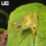 ug_Central_Bright_Eyed_Frog_2.jpg