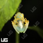 ug_Central_Bright_Eyed_Frog_1.jpg